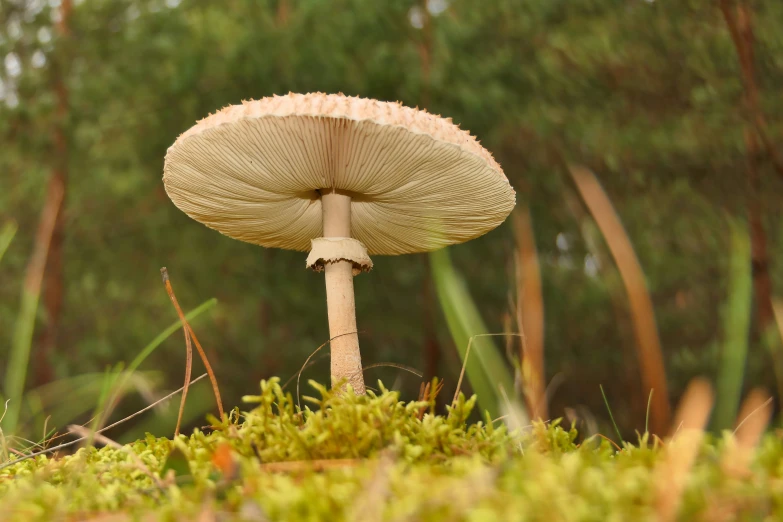 a close up of a mushroom in the grass