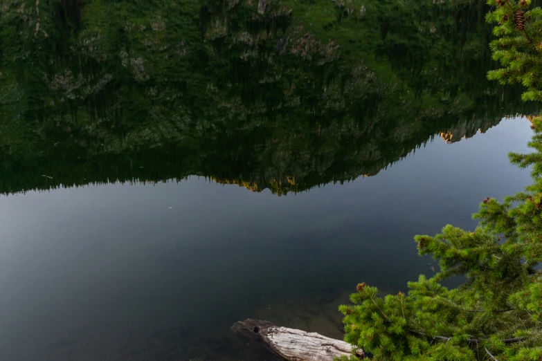 a pond in a forest is reflecting the water