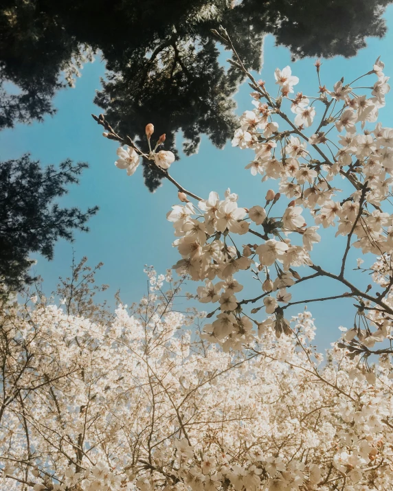 a tree in the sky surrounded by white blossoms