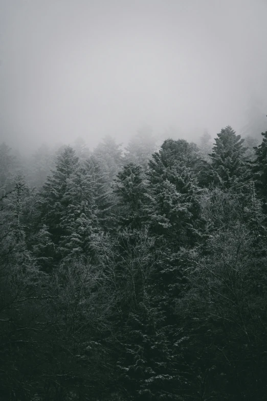 there is a group of trees standing alone in the mist