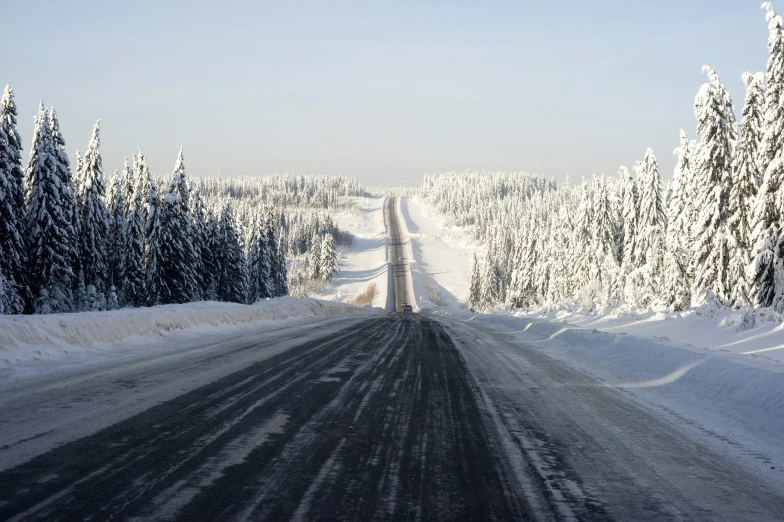 snow covered trees lining the sides of a road