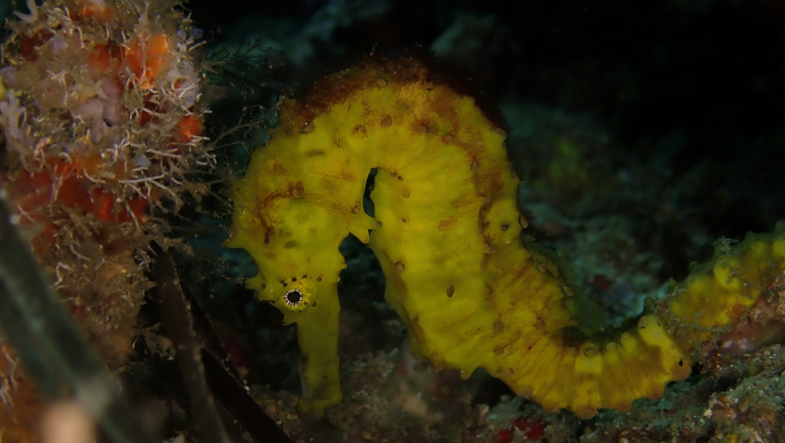 a sea slug that is on the beach