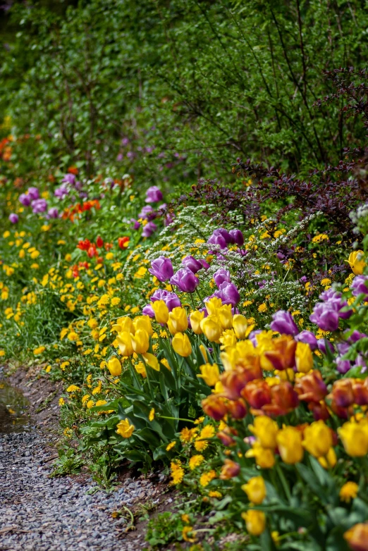 flowers along a path in a park setting