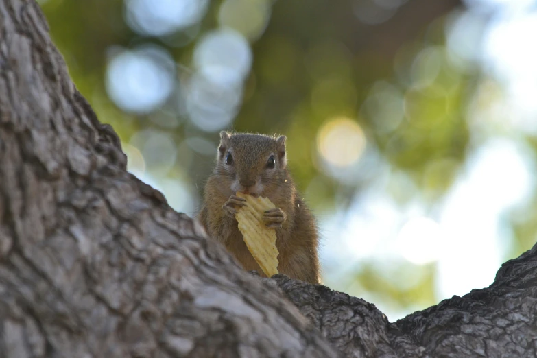 a squirrel eating a nch of a tree