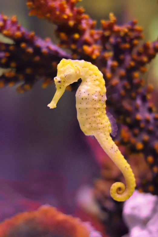 a close up of a small yellow sea horse