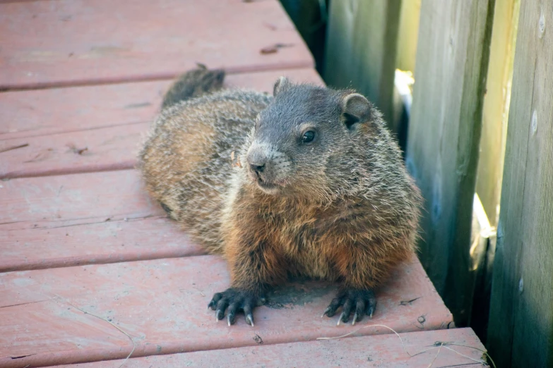 the groundhog is very curious on the red bricks