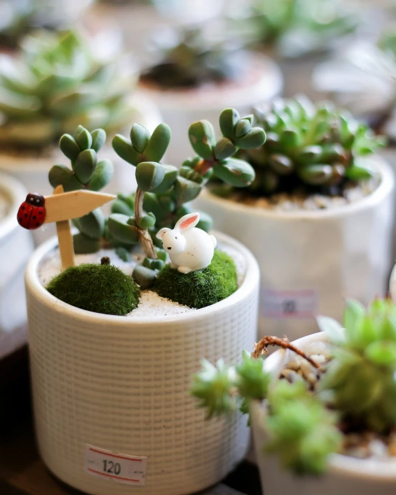 a bunch of potted plants that are sitting together