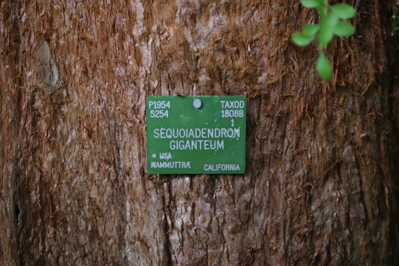 a sign posted to the trunk of a large tree