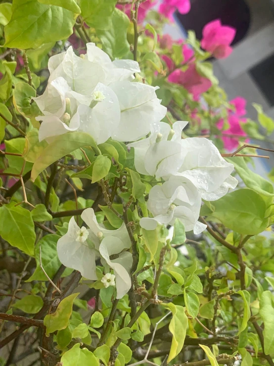 flowers that are on a tree outside