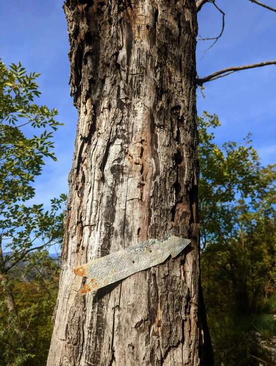 a long knife stuck to the side of a tree