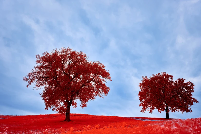 two trees stand in the middle of the grassy field