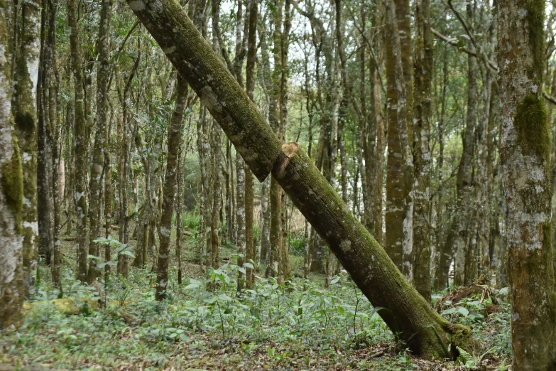 a big tree with no leaves and moss in the middle of a forest