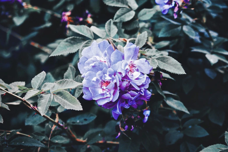 a group of purple flowers on a bush