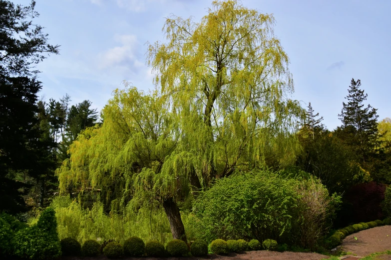 the grass is covered with several thick shrubs