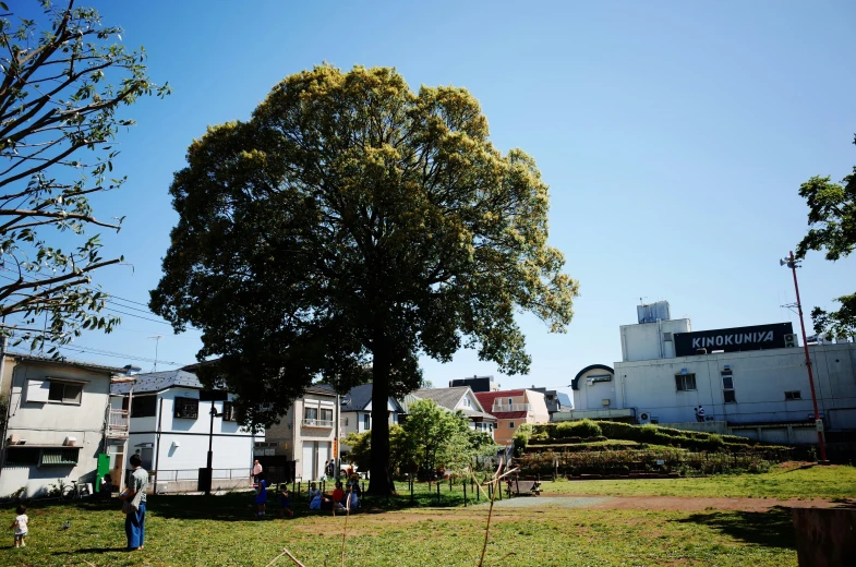 people walking in the park under large trees