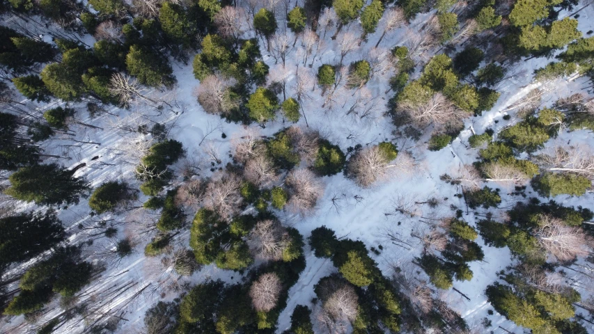 an aerial view looking down at the tops of trees in winter