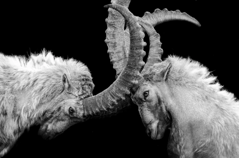 two wooly sheep with horns stand side by side