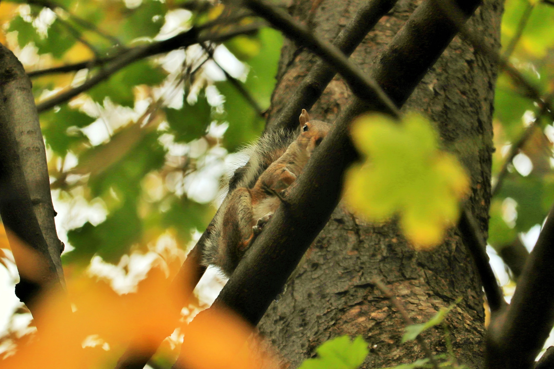 an animal hanging out in the nches of a tree