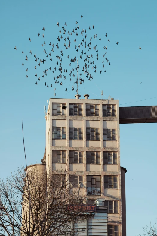 a flock of birds flying in the sky over a building