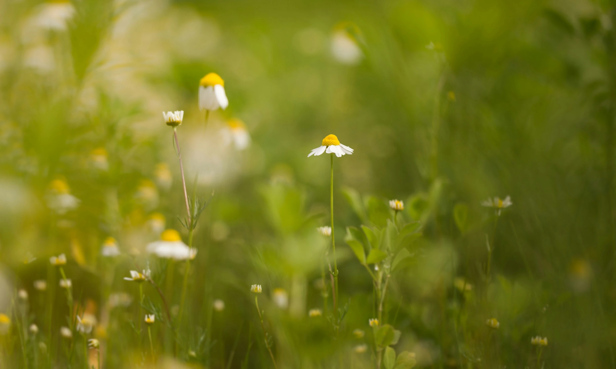 some white and yellow flowers are in some grass