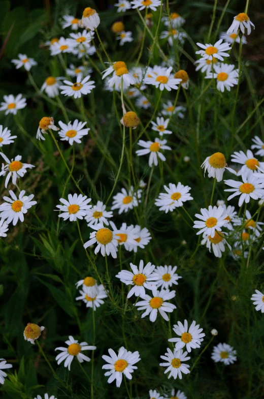 daisy's blooming in a field of green grass