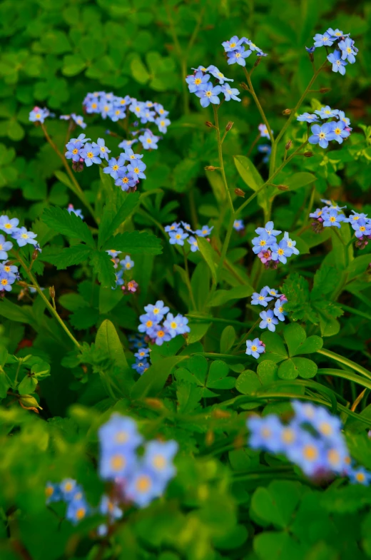 the tiny blue flowers are in bloom