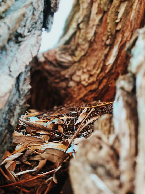 the roots of some very large trees are growing