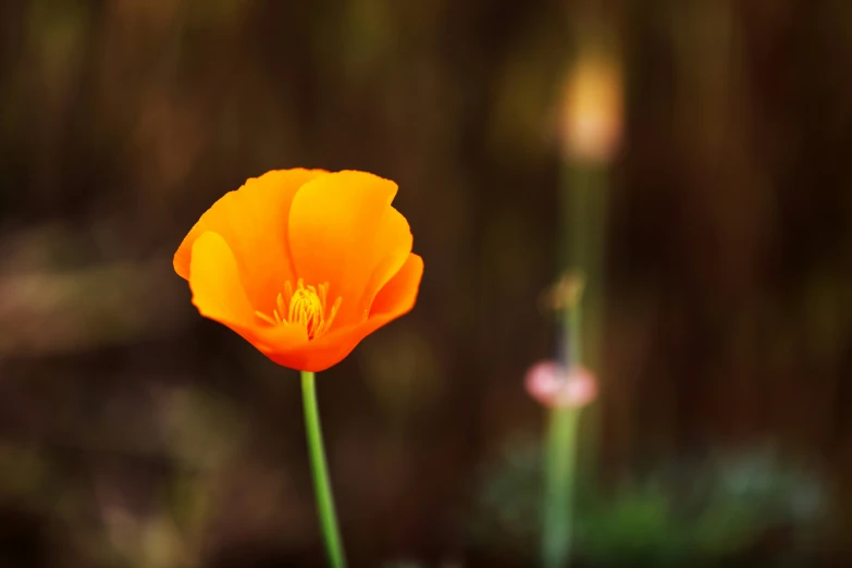 this is a single orange flower in front of a grassy background