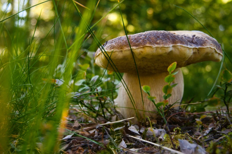 a mushroom that is growing out of the ground