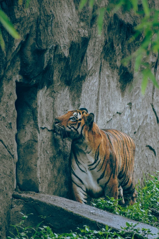 an image of a tiger laying in the grass