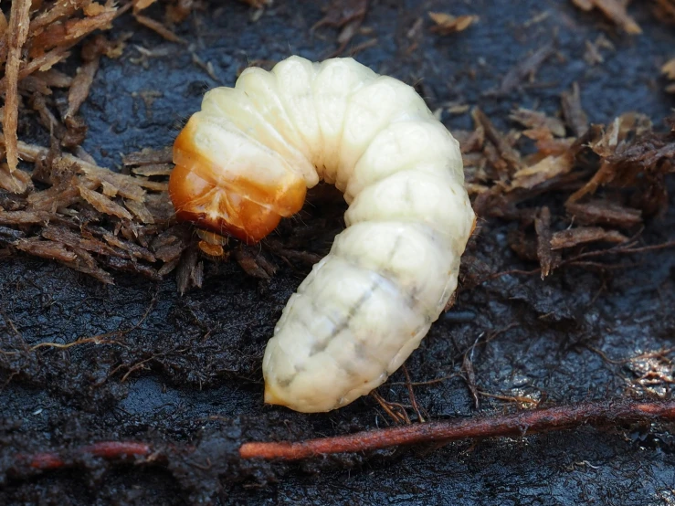 a dead bug crawling through a dirt and grass area