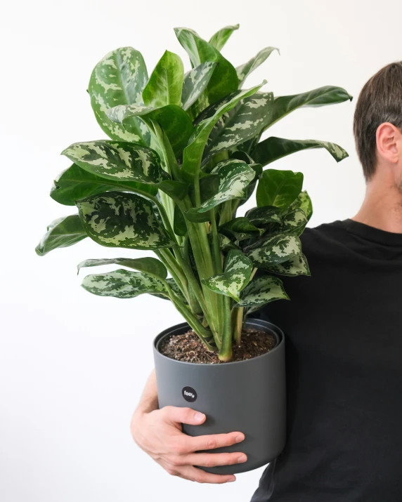 a man carrying a large potted plant in his hands