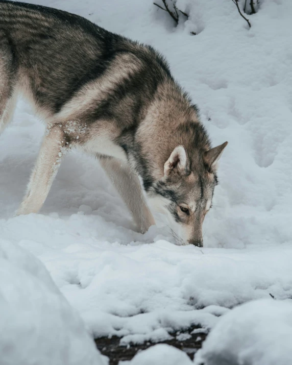 a wolf with long legs in the snow