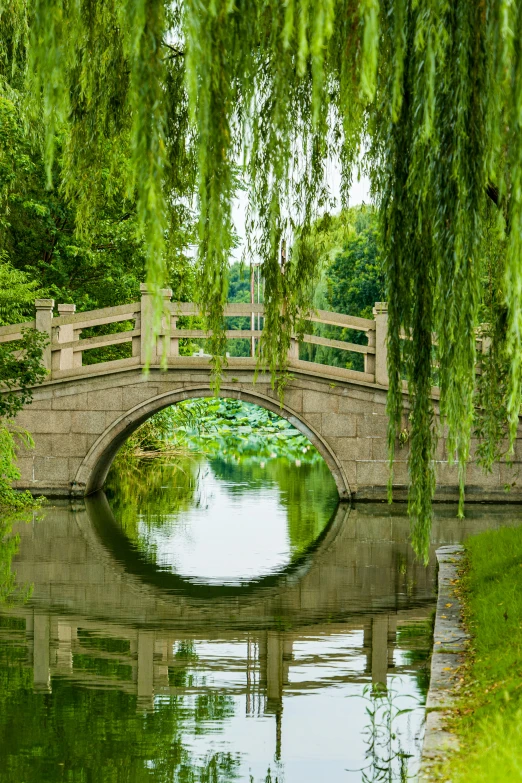 a small bridge spans over some water and trees