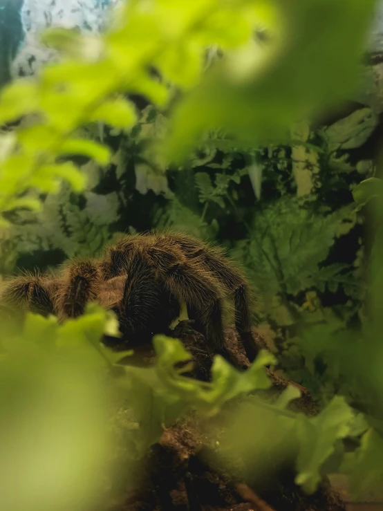 a spider crawling on the ground near plants