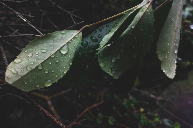 closeup of the leaves of a tree with water drops