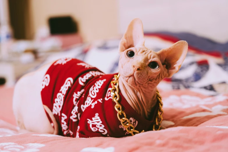 a sphykrat cat wearing a red shirt on a bed