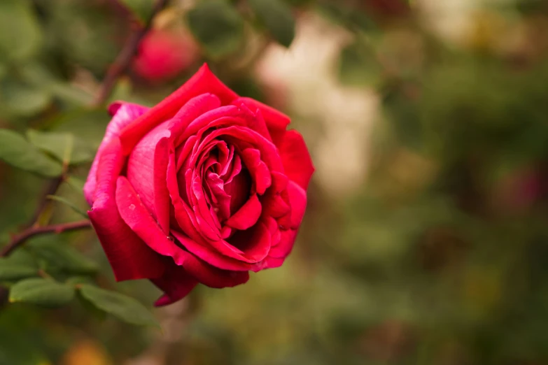 a pink rose is blooming in a garden