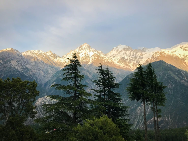 a group of trees sit in front of snow - capped mountains