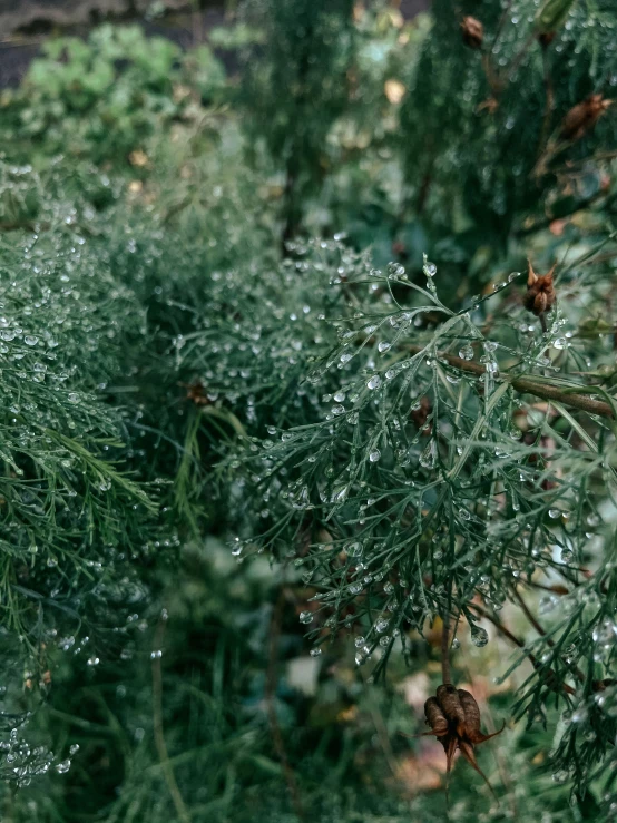 some very nice looking pine leaves with water droplets