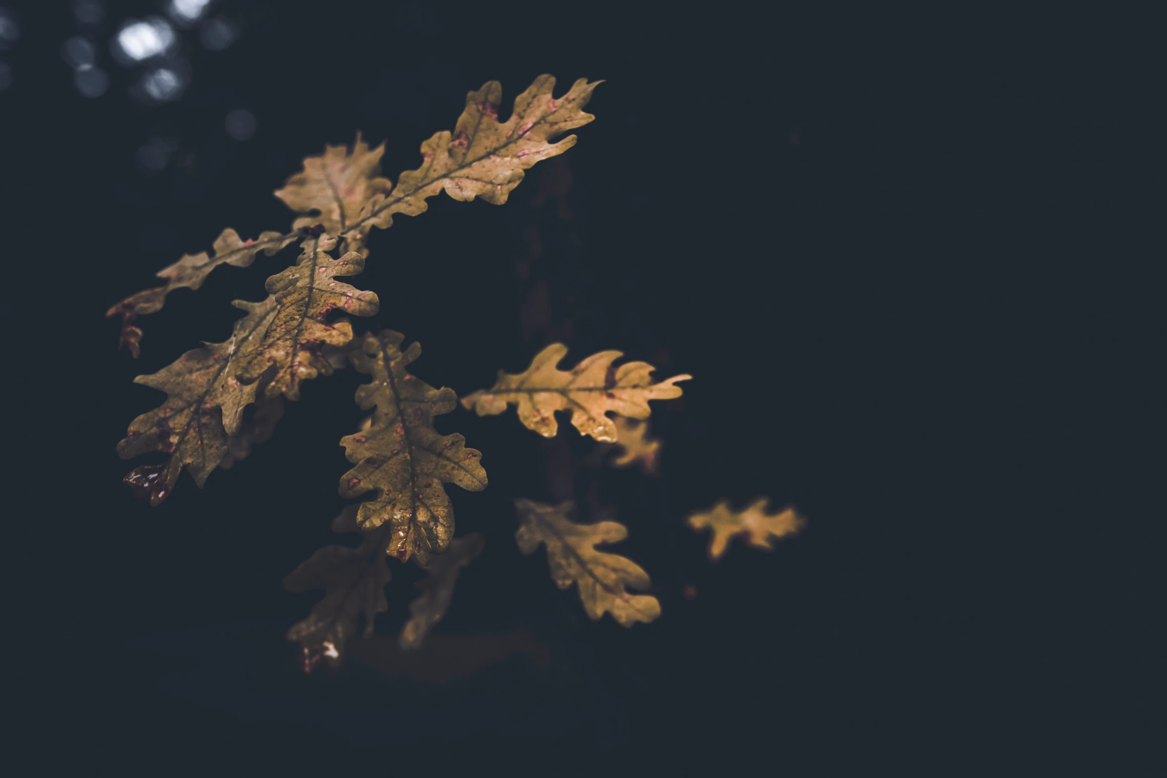 leaves and buds on an oak tree in the woods