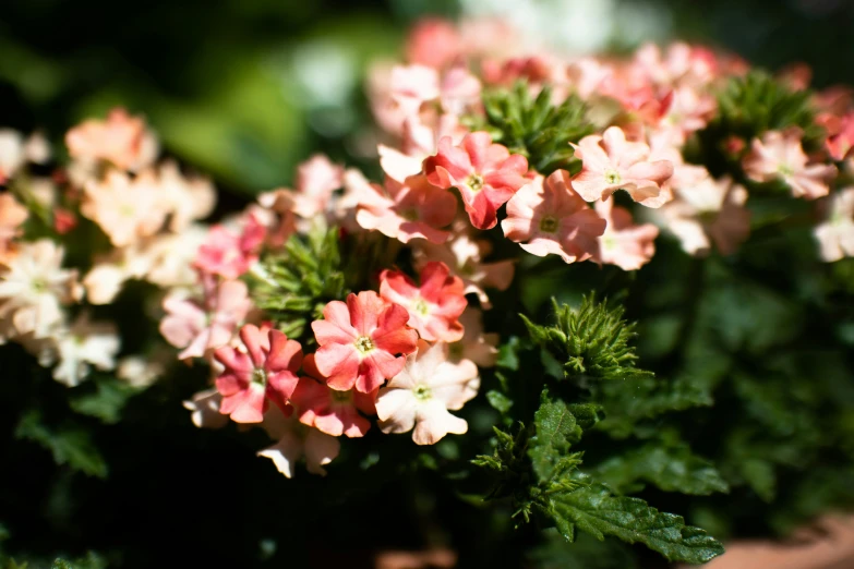 small red flowers on green leaves in a flower pot