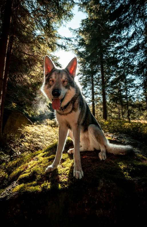 a husky sitting in the shade of some trees
