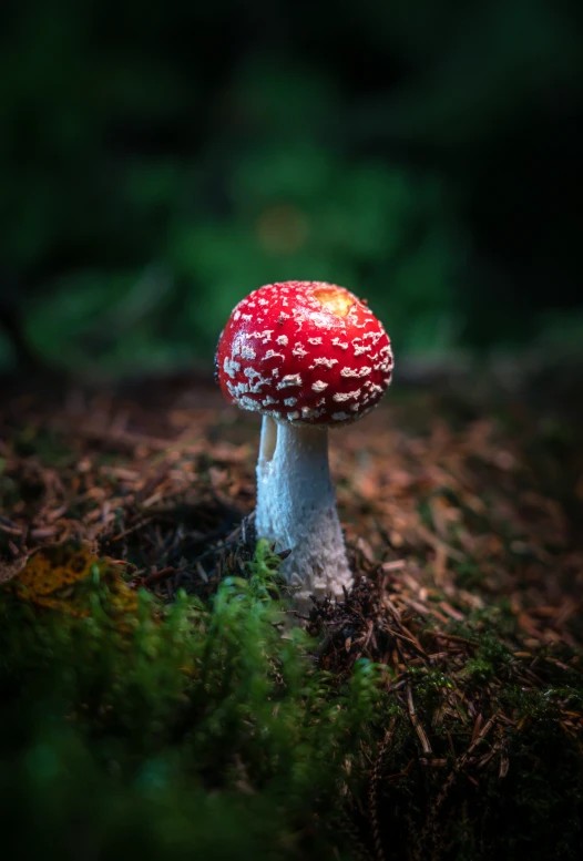 the small mushroom has splots of white on it