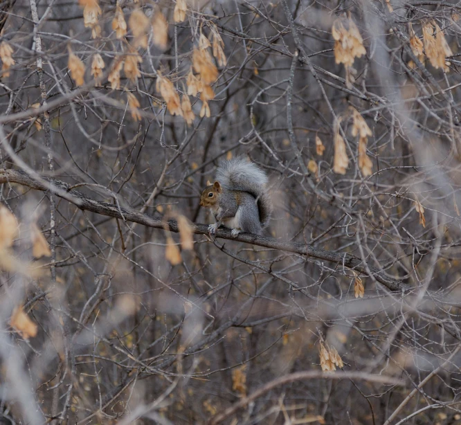 a squirrel sits on a nch near lots of leaves