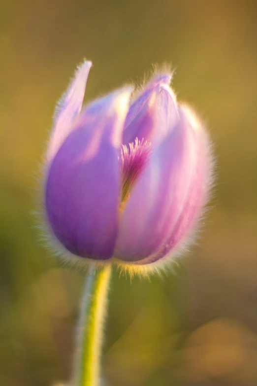 a flower bud is shown, on a plant stem