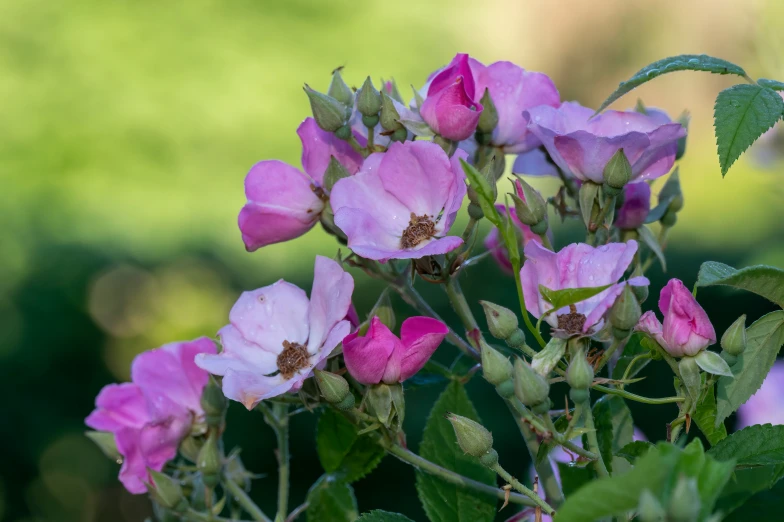 a close up view of a pink flower