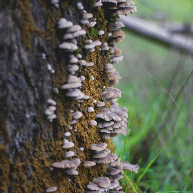 a bunch of mushrooms on the side of a tree