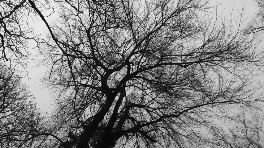 a gray tree on a cloudy day looking up