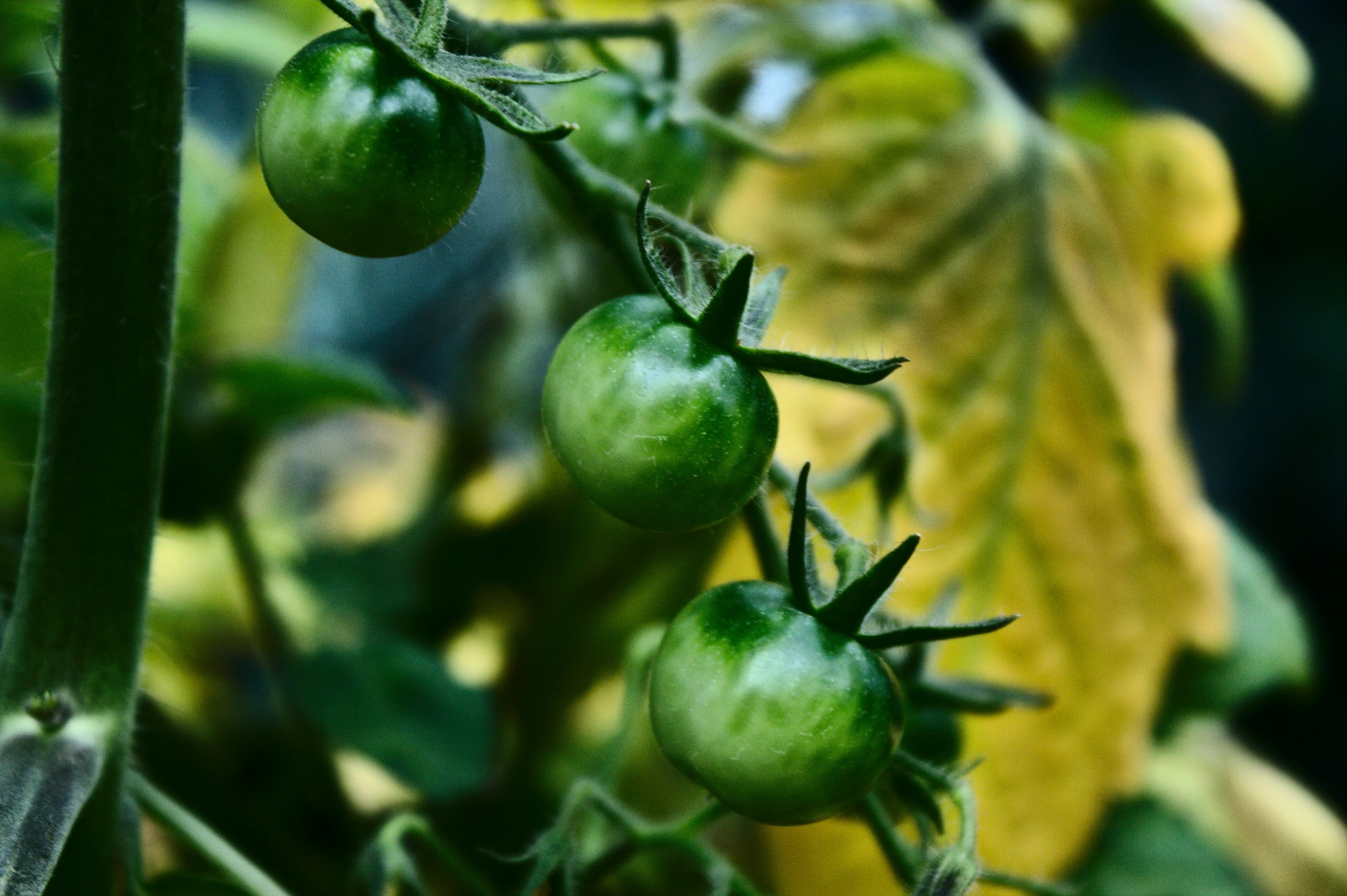 an up close view of green tomatoes growing on a plant